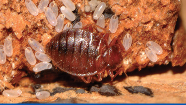 Superheated Steam: The Secret Weapon in the Battle Against Bed Bugs