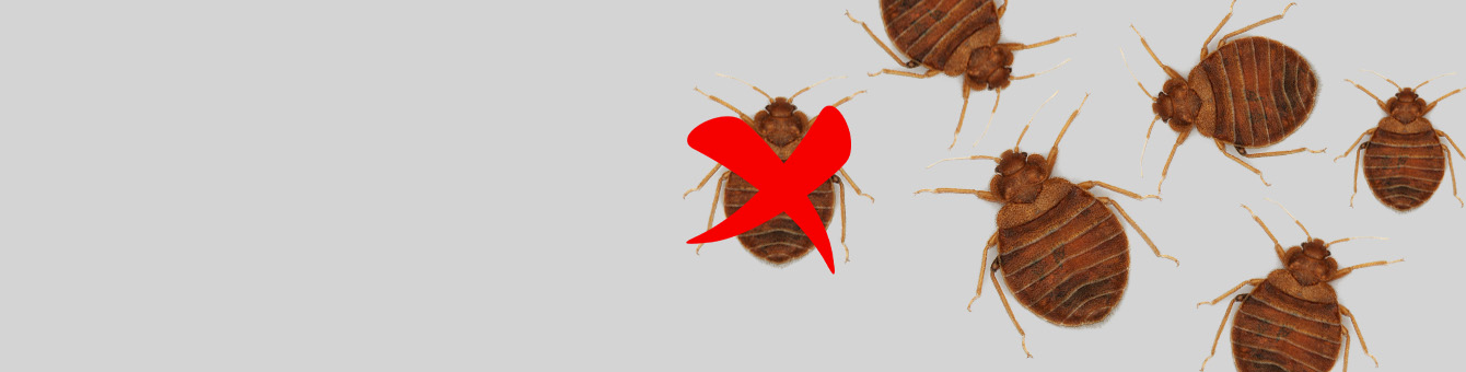 the image shows the bed bugs