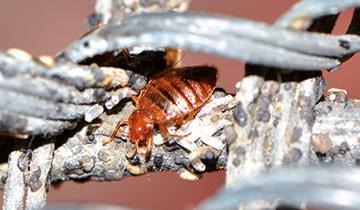 Bed bugs - 90% of bugs & 100% of eggs killed by POLTI Cimex Eradicator